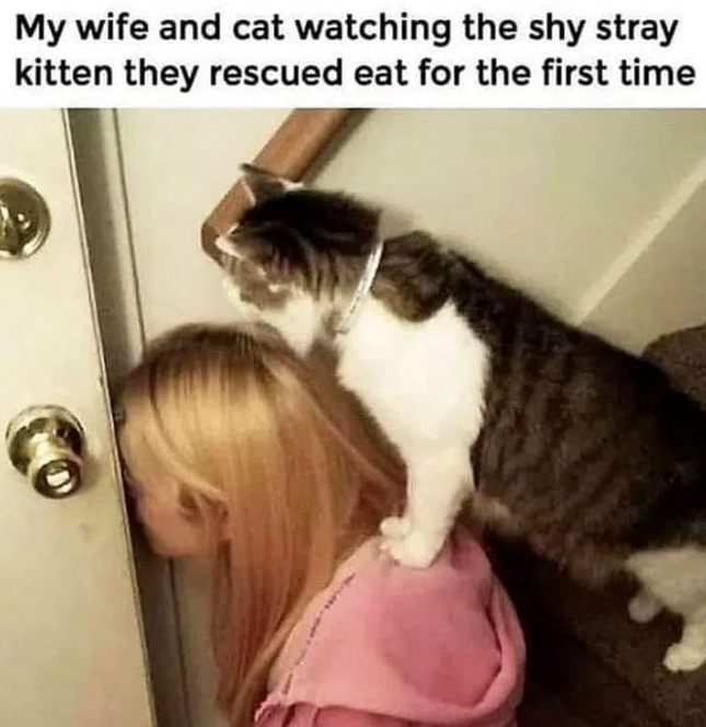 My wife and cat watching the shy stray kitten they rescued eat for the first time