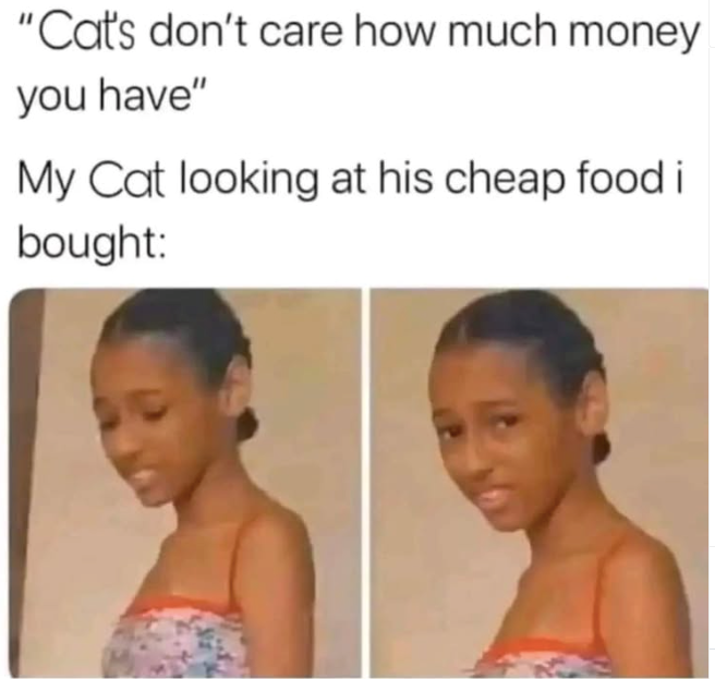 "Cat's don't care how much money you have" My Cat looking at his cheap food i bought: