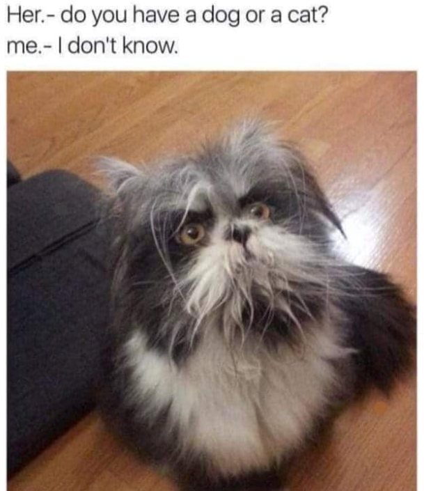 Her.- do you have a dog or a cat? me. I don't know.