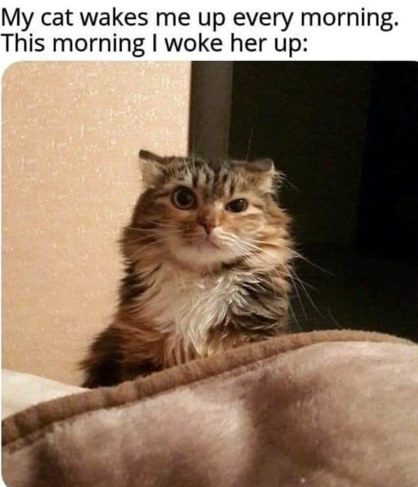 My cat wakes me up every morning. This morning I woke her up: