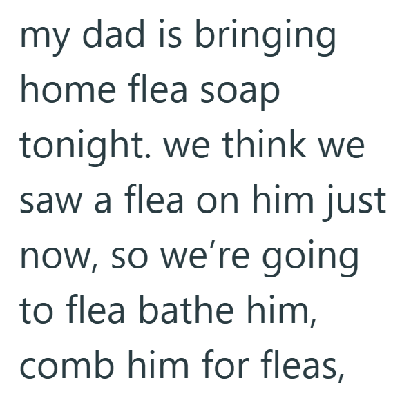 my dad is bringing home flea soap tonight. we think we saw a flea on him just now, so we're going to flea bathe him, comb him for fleas,