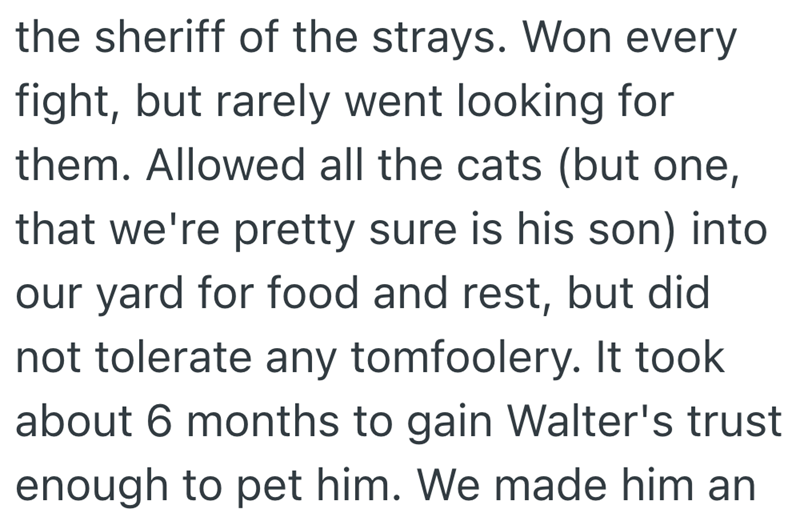 the sheriff of the strays. Won every fight, but rarely went looking for them. Allowed all the cats (but one, that we're pretty sure is his son) into our yard for food and rest, but did not tolerate any tomfoolery. It took about 6 months to gain Walter's trust enough to pet him. We made him an