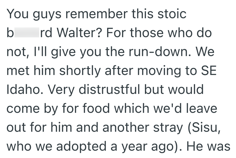 You guys remember this stoic b Ird Walter? For those who do not, I'll give you the run-down. We met him shortly after moving to SE Idaho. Very distrustful but would come by for food which we'd leave out for him and another stray (Sisu, who we adopted a year ago). He was
