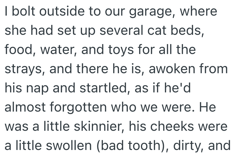 I bolt outside to our garage, where she had set up several cat beds, food, water, and toys for all the strays, and there he is, awoken from his nap and startled, as if he'd almost forgotten who we were. He was a little skinnier, his cheeks were a little swollen (bad tooth), dirty, and
