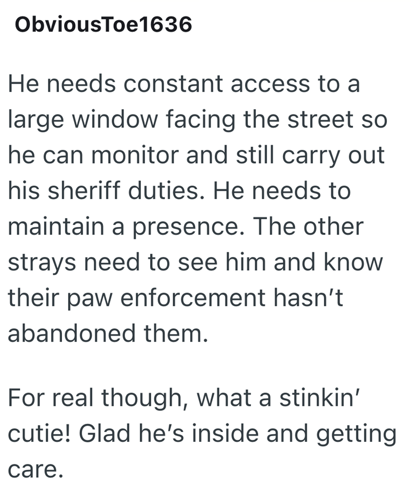 ObviousToe1636 He needs constant access to a large window facing the street so he can monitor and still carry out his sheriff duties. He needs to maintain a presence. The other strays need to see him and know their paw enforcement hasn't abandoned them. For real though, what a stinkin' cutie! Glad he's inside and getting care.