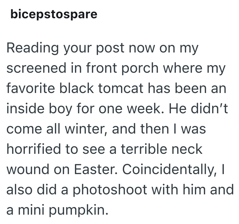bicepstospare Reading your post now on my screened in front porch where my favorite black tomcat has been an inside boy for one week. He didn't come all winter, and then I was horrified to see a terrible neck wound on Easter. Coincidentally, I also did a photoshoot with him and a mini pumpkin.