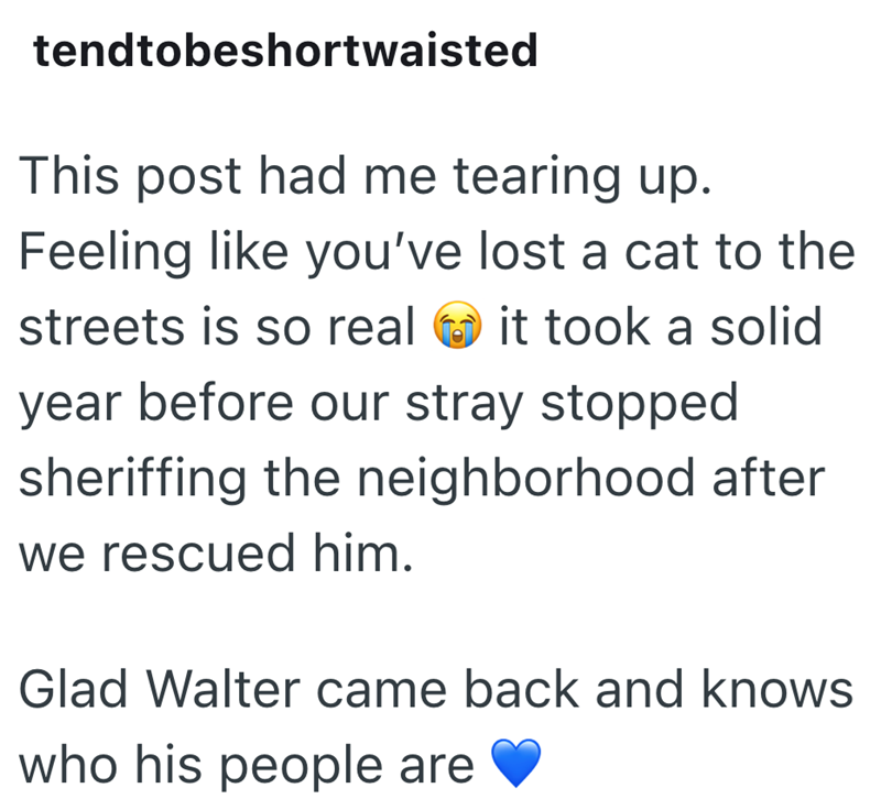 tendtobeshortwaisted This post had me tearing up. Feeling like you've lost a cat to the streets is so real it took a solid year before our stray stopped sheriffing the neighborhood after we rescued him. Glad Walter came back and knows who his people are