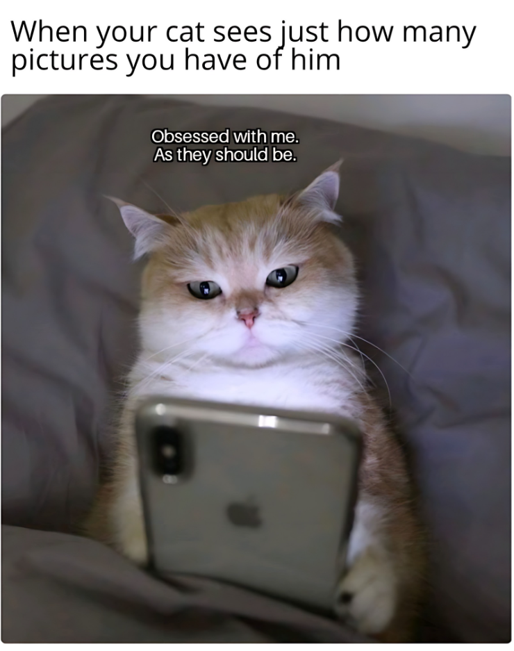 When your cat sees just how many pictures you have of him Obsessed with me. As they should be.