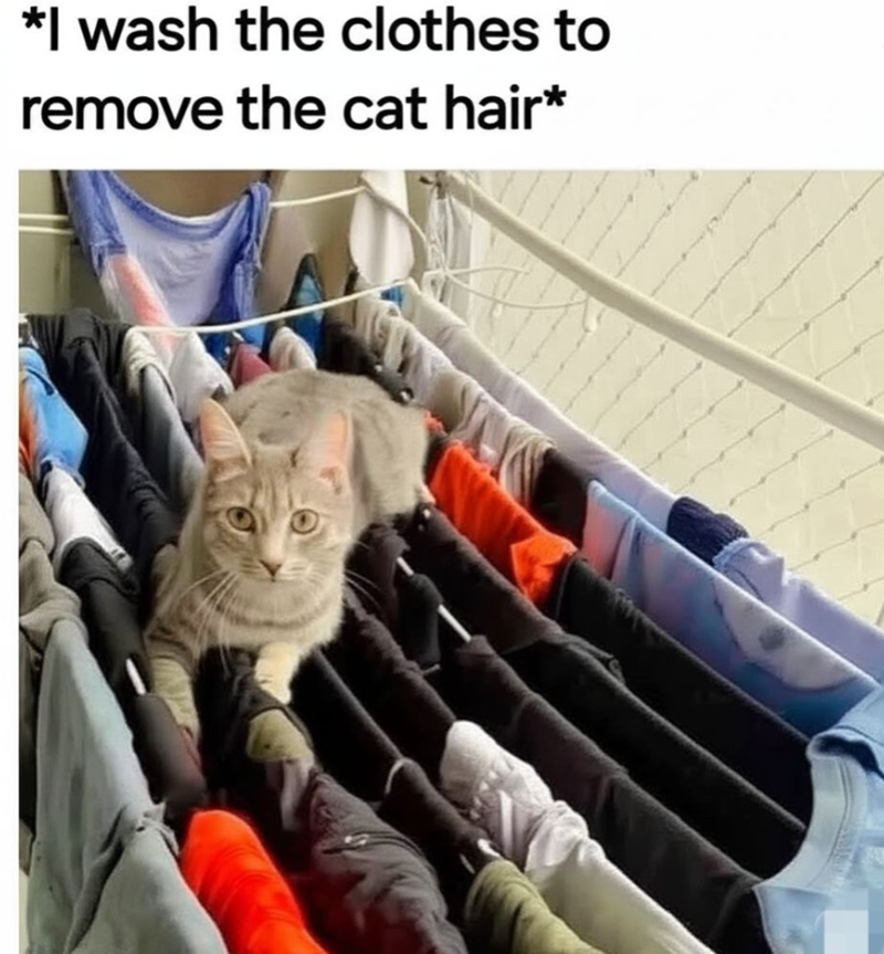 *I wash the clothes to remove the cat hair*