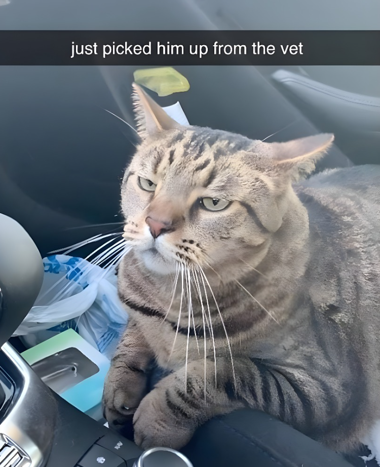 22 just picked him up from the vet