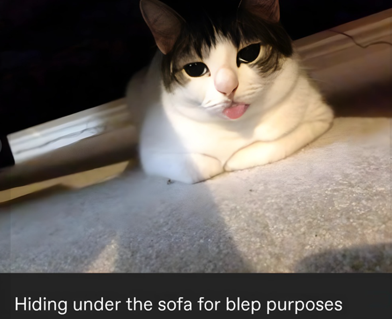 Hiding under the sofa for blep purposes
