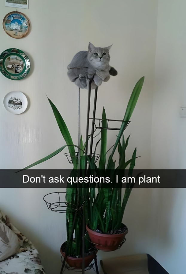 Don't ask questions. I am plant