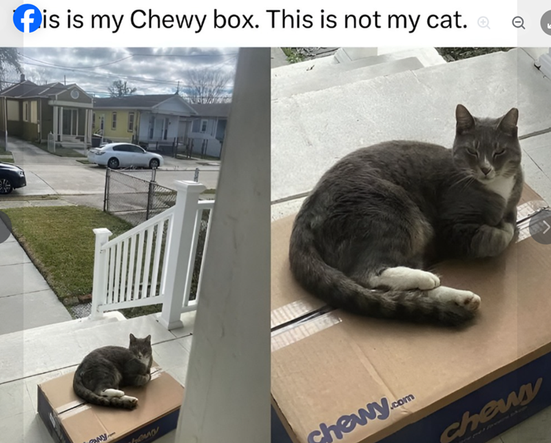 is is my Chewy box. This is not my cat. Q chewy.com chewy