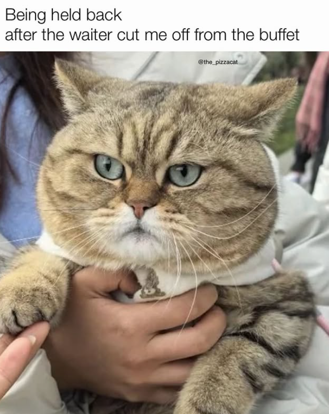 Being held back after the waiter cut me off from the buffet @the_pizzacat