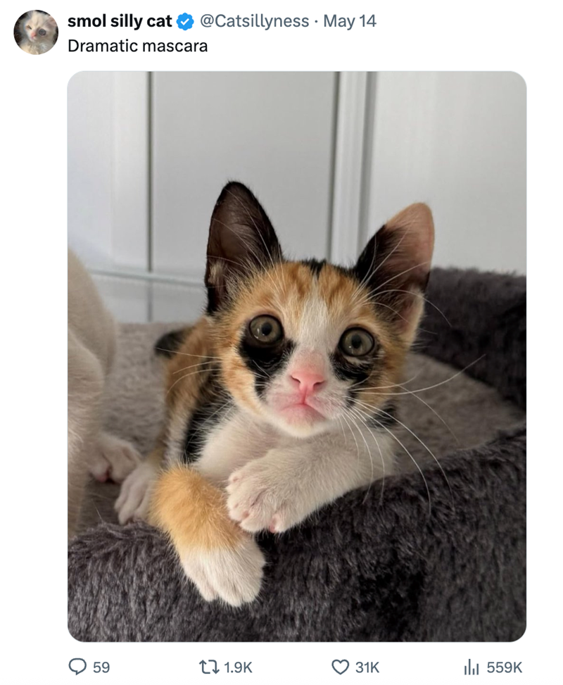 @Catsillyness • May 14 smol silly cat Dramatic mascara 59 t 1.9K 31K 559K