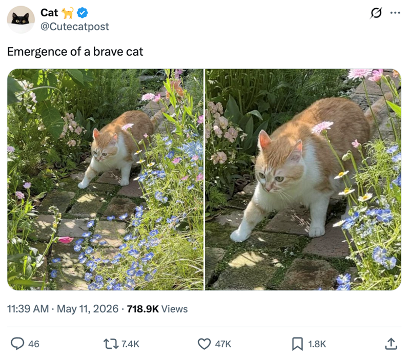 Cat @Cutecatpost Emergence of a brave cat 11:39 AM May 11, 2026 718.9K Views 46 7.4K 47K ☐ 1.8K ↑ Q ...