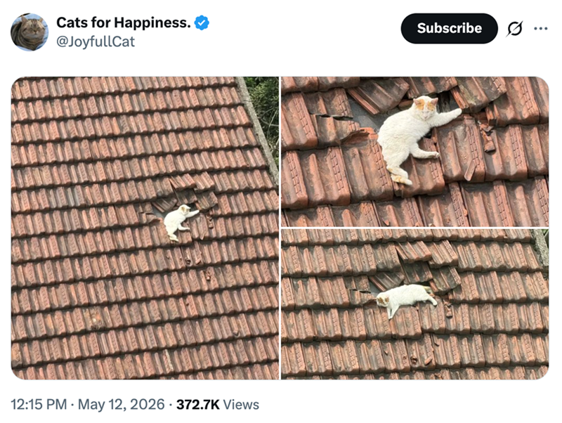 Cats for Happiness. @JoyfullCat Subscribe ... : 12:15 PM May 12, 2026 372.7K Views