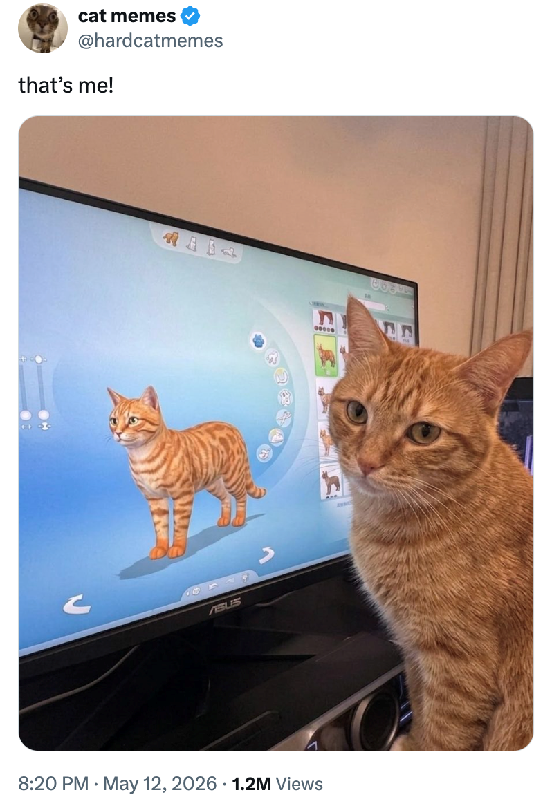 cat memes @hardcatmemes that's me! SL55 8:20 PM - May 12, 2026 1.2M Views GOOOO