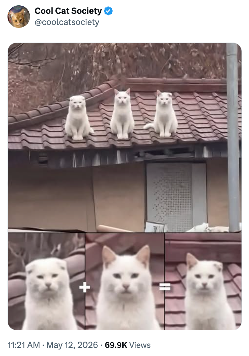 Cool Cat Society @coolcatsociety 11:21 AM May 12, 2026 69.9K Views