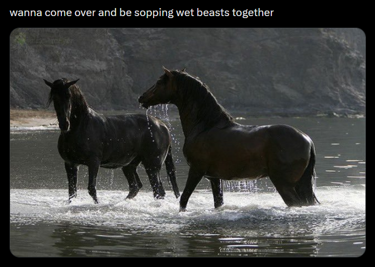 wanna come over and be sopping wet beasts together