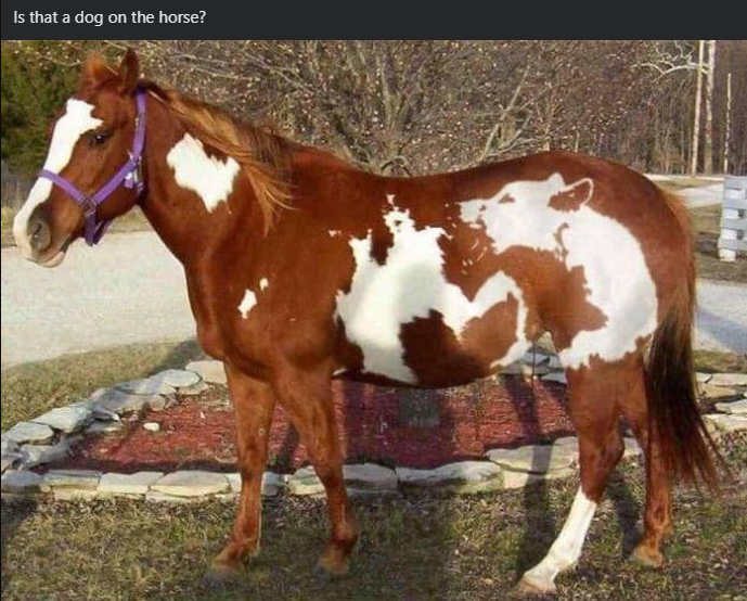 Is that a dog on the horse?