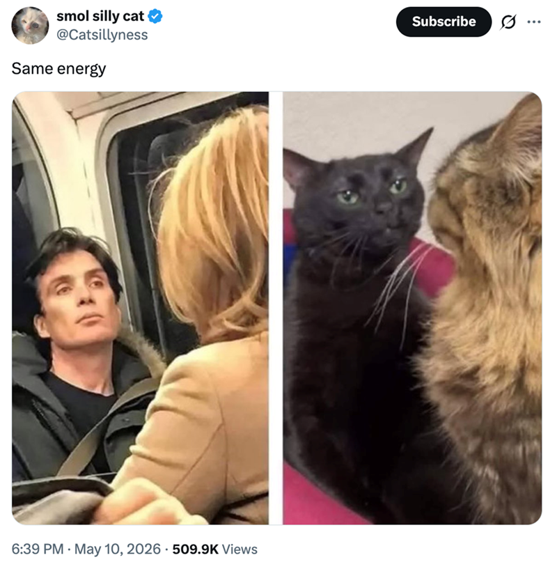 smol silly cat @Catsillyness Same energy . 6:39 PM May 10, 2026 509.9K Views Subscribe