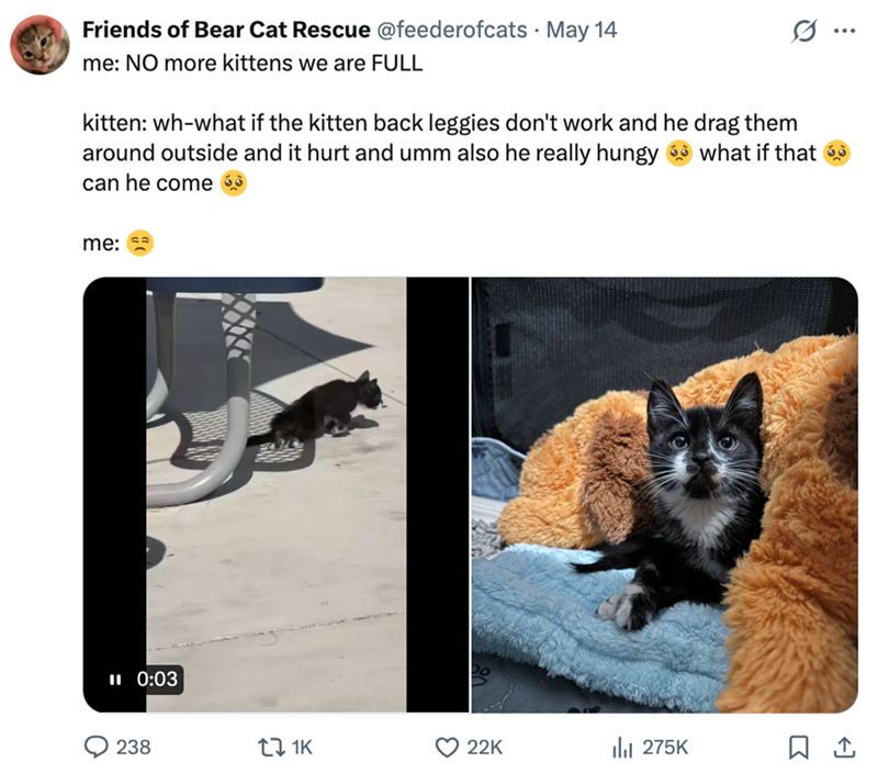 Friends of Bear Cat Rescue @feederofcats • May 14 me: NO more kittens we are FULL kitten: wh-what if the kitten back leggies don't work and he drag them around outside and it hurt and umm also he really hungy can he come Q what if that me: 11 0:03 238 17 1K 22K 275K