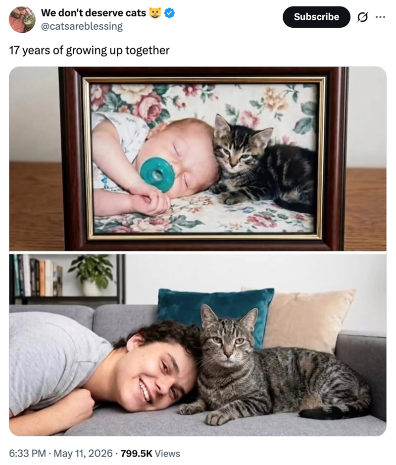 We don't deserve cats @catsareblessing 17 years of growing up together 6:33 PM May 11, 2026 799.5K Views Subscribe ...