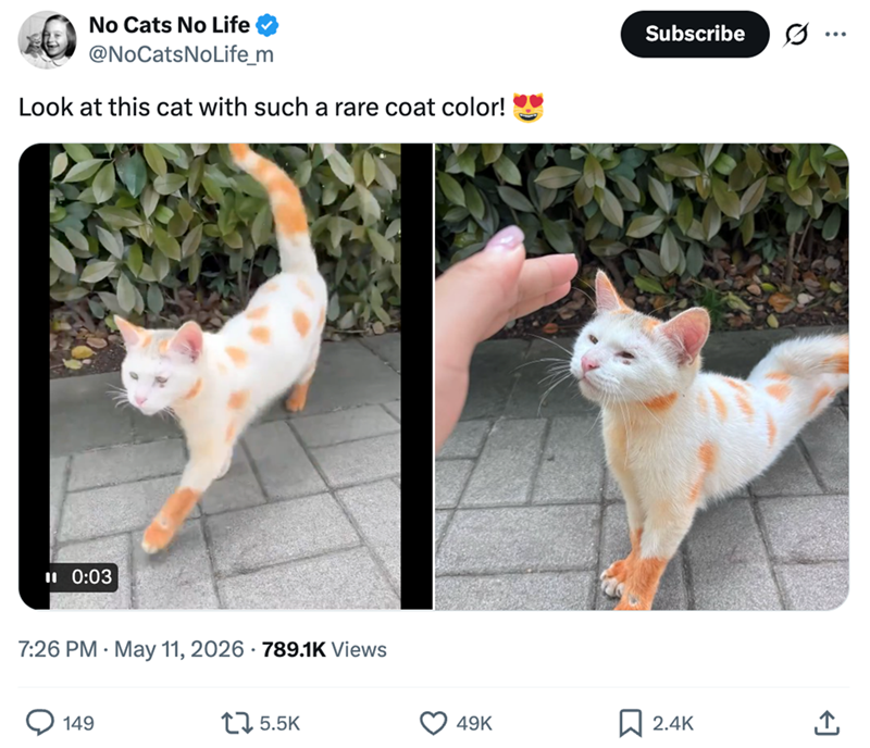 No Cats No Life @NoCatsNoLife_m Look at this cat with such a rare coat color! 10:03 7:26 PM May 11, 2026 789.1K Views 149 15.5K Subscribe .. 49K ☐ 2.4K