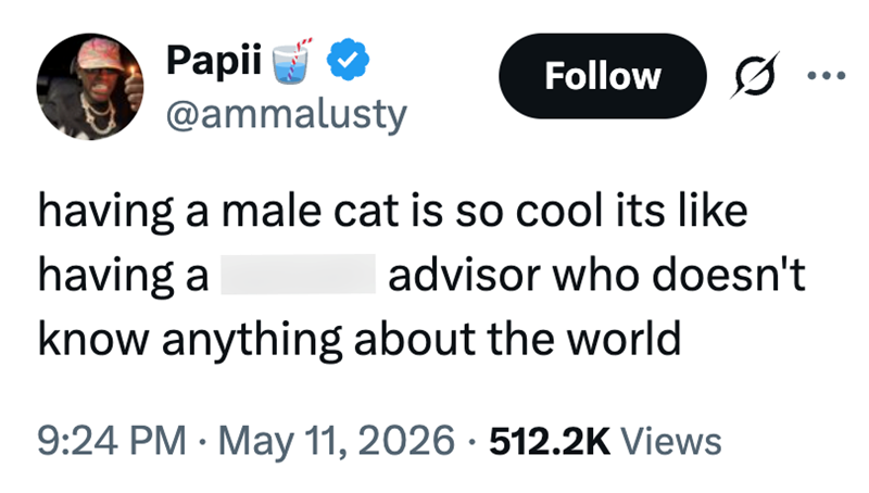 Papii ✔ @ammalusty Follow having a male cat is so cool its like having a advisor who doesn't know anything about the world 9:24 PM • May 11, 2026 · 512.2K Views