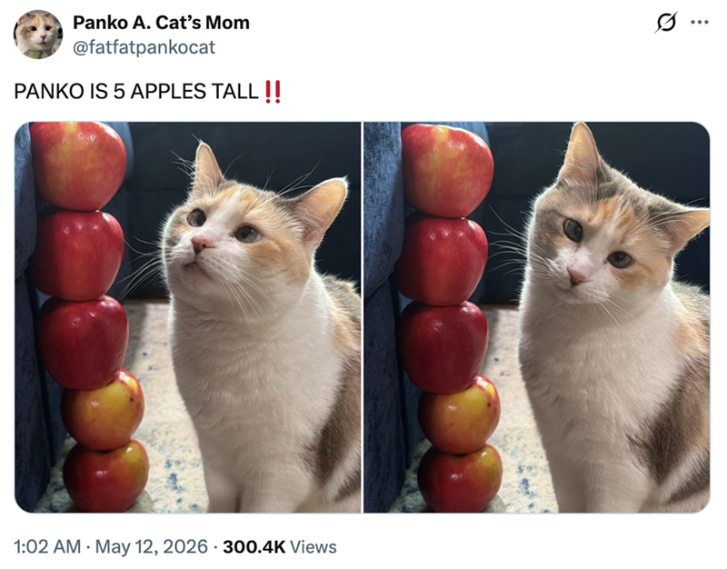 Panko A. Cat's Mom @fatfatpankocat PANKO IS 5 APPLES TALL!! I ... • 1:02 AM ⚫ May 12, 2026 300.4K Views