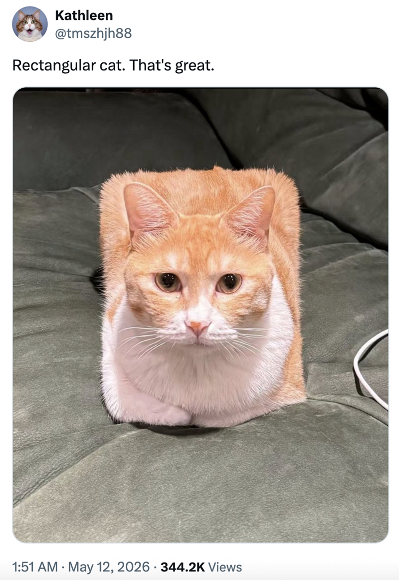 Kathleen @tmszhjh88 Rectangular cat. That's great. 1:51 AM May 12, 2026 344.2K Views