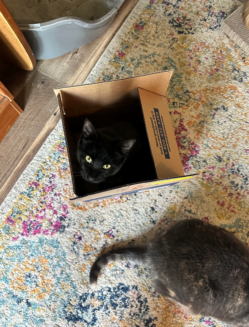 Have questions? Call or chat with us 24/7 1-800-672-4399 service@chewy.com
