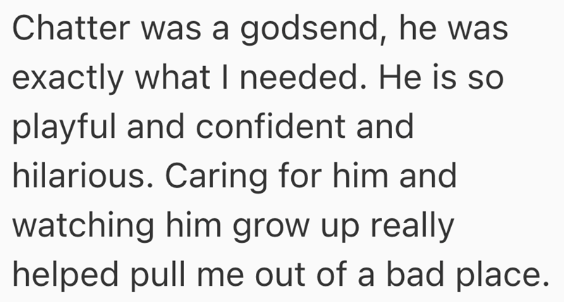 Chatter was a godsend, he was exactly what I needed. He is so playful and confident and hilarious. Caring for him and watching him grow up really helped pull me out of a bad place.