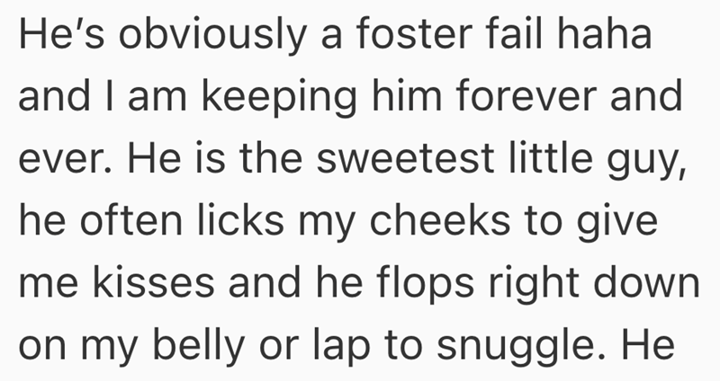 He's obviously a foster fail haha and I am keeping him forever and ever. He is the sweetest little guy, he often licks my cheeks to give me kisses and he flops right down on my belly or lap to snuggle. He