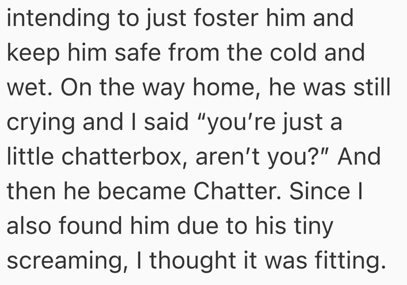 intending to just foster him and keep him safe from the cold and wet. On the way home, he was still crying and I said "you're just a little chatterbox, aren't you?" And then he became Chatter. Since I also found him due to his tiny screaming, I thought it was fitting.