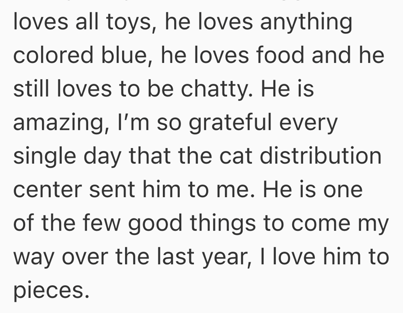 loves all toys, he loves anything colored blue, he loves food and he still loves to be chatty. He is amazing, I'm so grateful every single day that the cat distribution center sent him to me. He is one of the few good things to come my way over the last year, I love him to pieces.