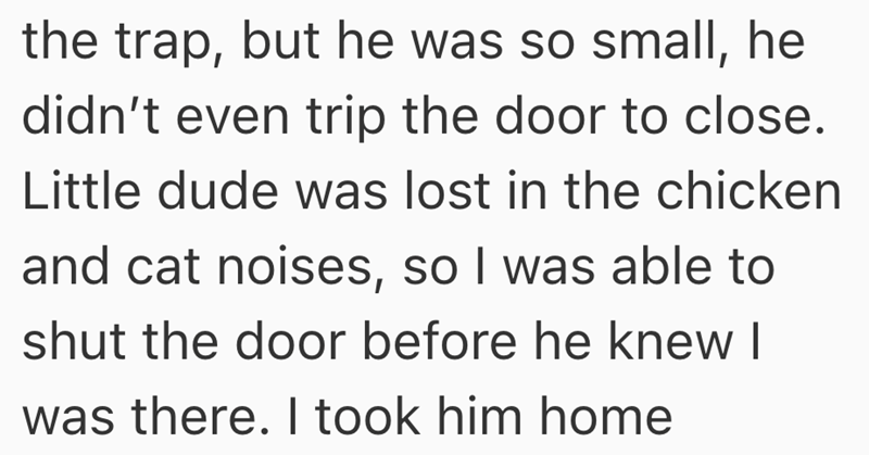 the trap, but he was so small, he didn't even trip the door to close. Little dude was lost in the chicken and cat noises, so I was able to shut the door before he knew I was there. I took him home