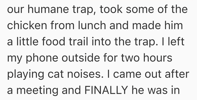 our humane trap, took some of the chicken from lunch and made him a little food trail into the trap. I left my phone outside for two hours playing cat noises. I came out after a meeting and FINALLY he was in