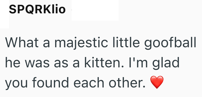 SPQRKlio What a majestic little goofball he was as a kitten. I'm glad you found each other.