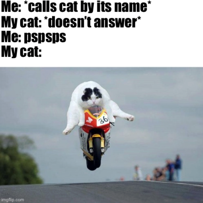 imgflip.com Me: *calls cat by its name* My cat: *doesn't answer* Me: pspsps My cat: 36