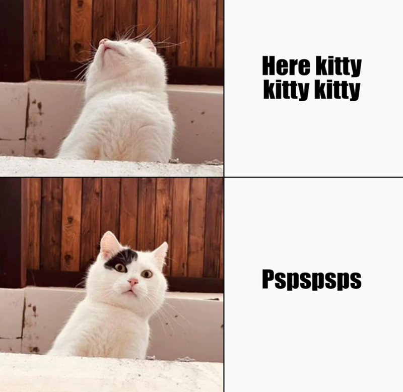 Here kitty kitty kitty Pspspsps
