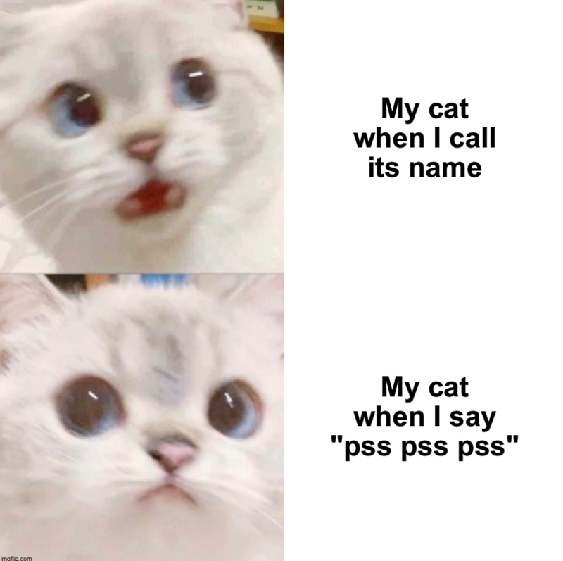 imaflip.com My cat when I call its name My cat when I say "pss pss pss"