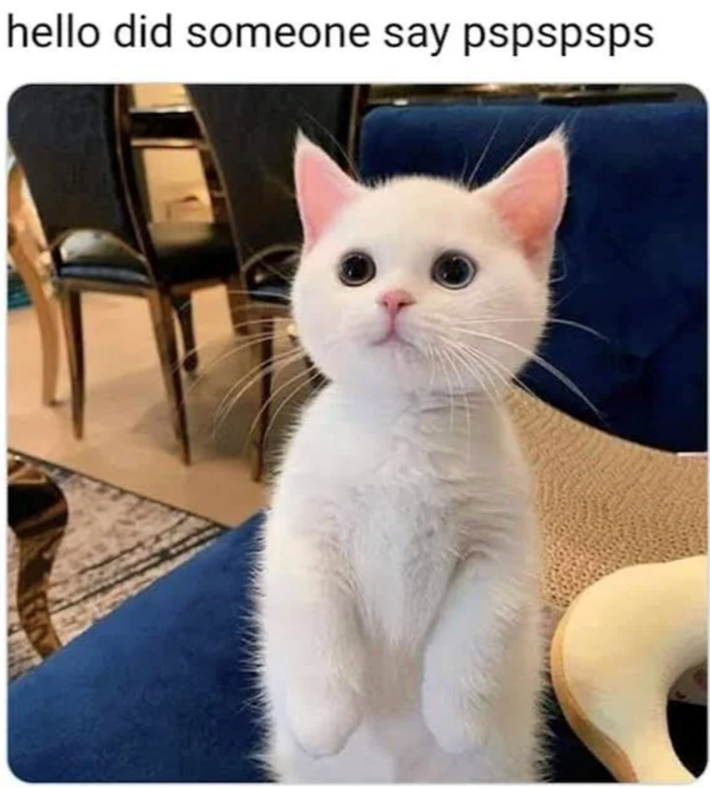 hello did someone say pspspsps