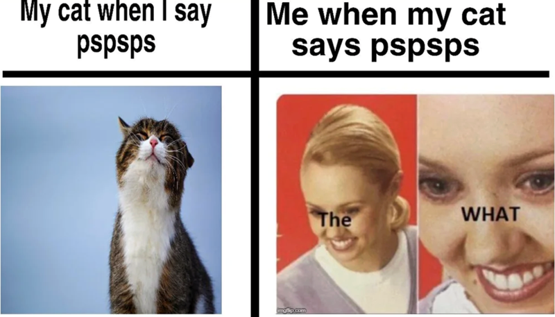 My cat when I say pspsps Me when my cat says pspsps imgflip.com The WHAT