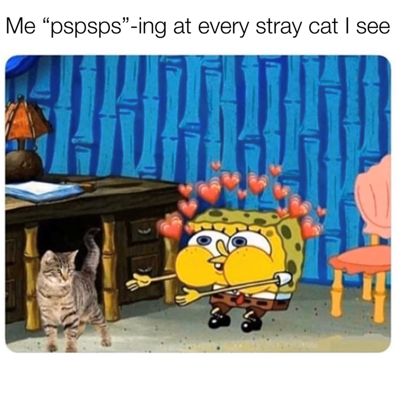 Me "pspsps"-ing at every stray cat I see