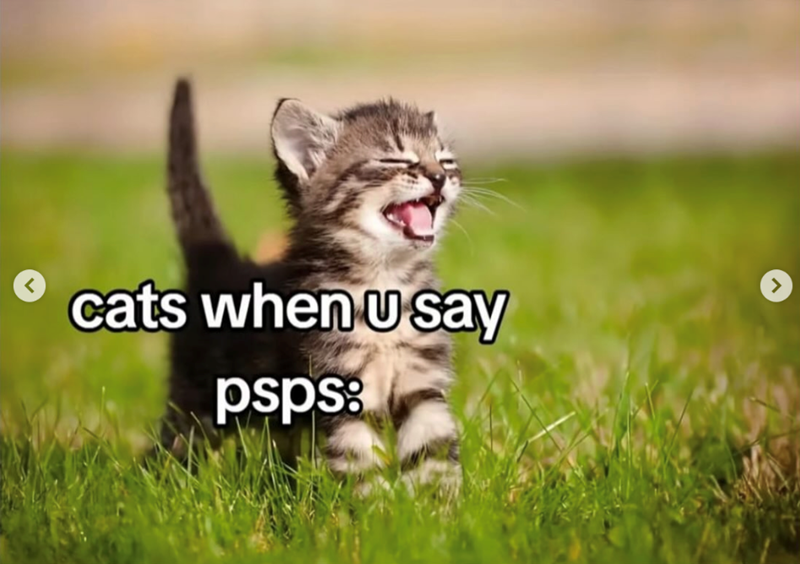 < cats when U say psps: