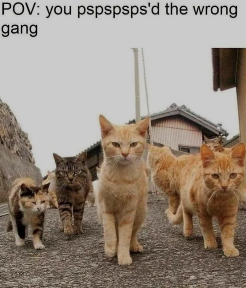 POV: you pspspsps'd the wrong gang