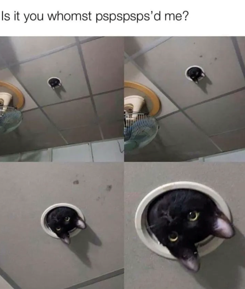 Is it you whomst pspspsps'd me?