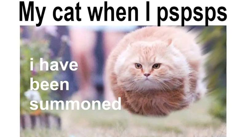 My cat when I pspsps i have been summoned